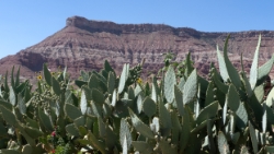 (2017-07-05-051) USA - Route vers Zion